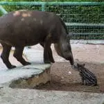 zoo animales
